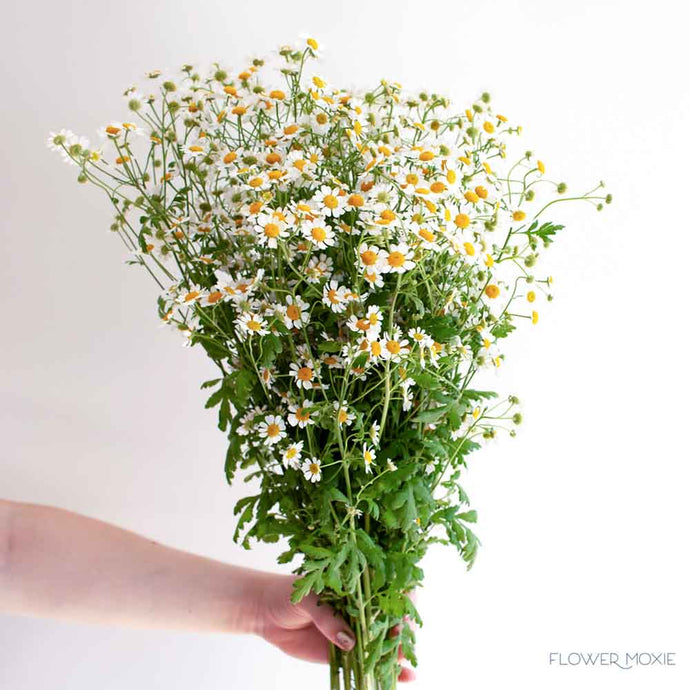 Chamomile Bunch - Wholesale