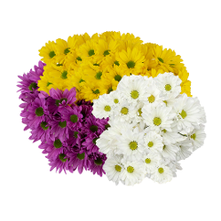 Daisy Bunch - Wholesale