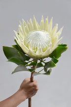 King Protea