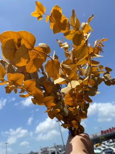 Dried Autumn Eucalyptus