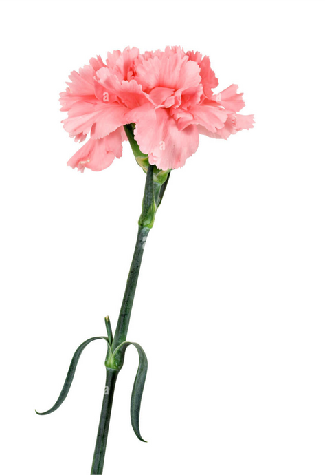 Clavel