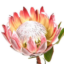 King Protea