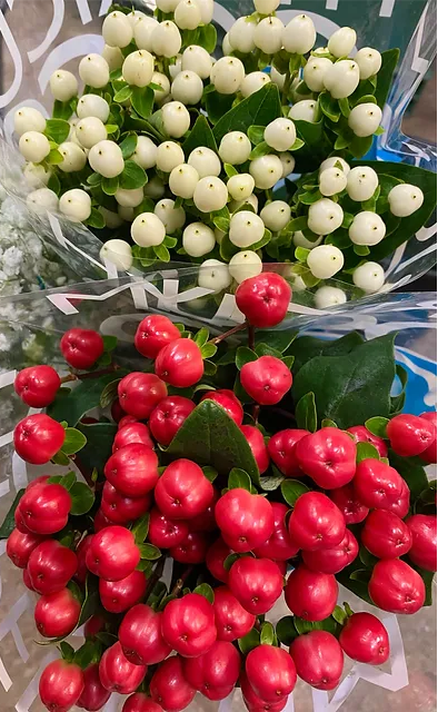 Hypericum Bunch - Wholesale