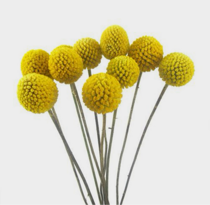 Craspedia Bunch - Wholesale