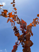 Dried Autumn Eucalyptus