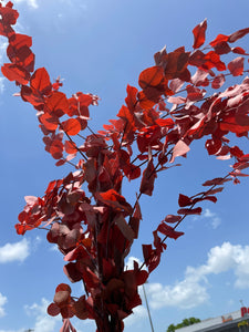 Dried Autumn Eucalyptus