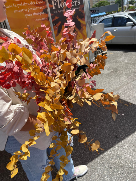 Dried Autumn Eucalyptus