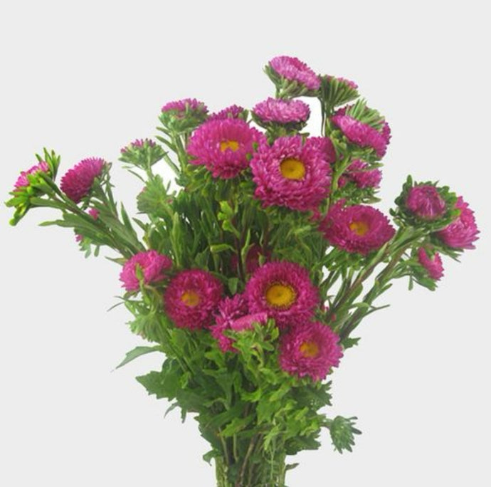 Aster Matsumoto Bunch - Wholesale
