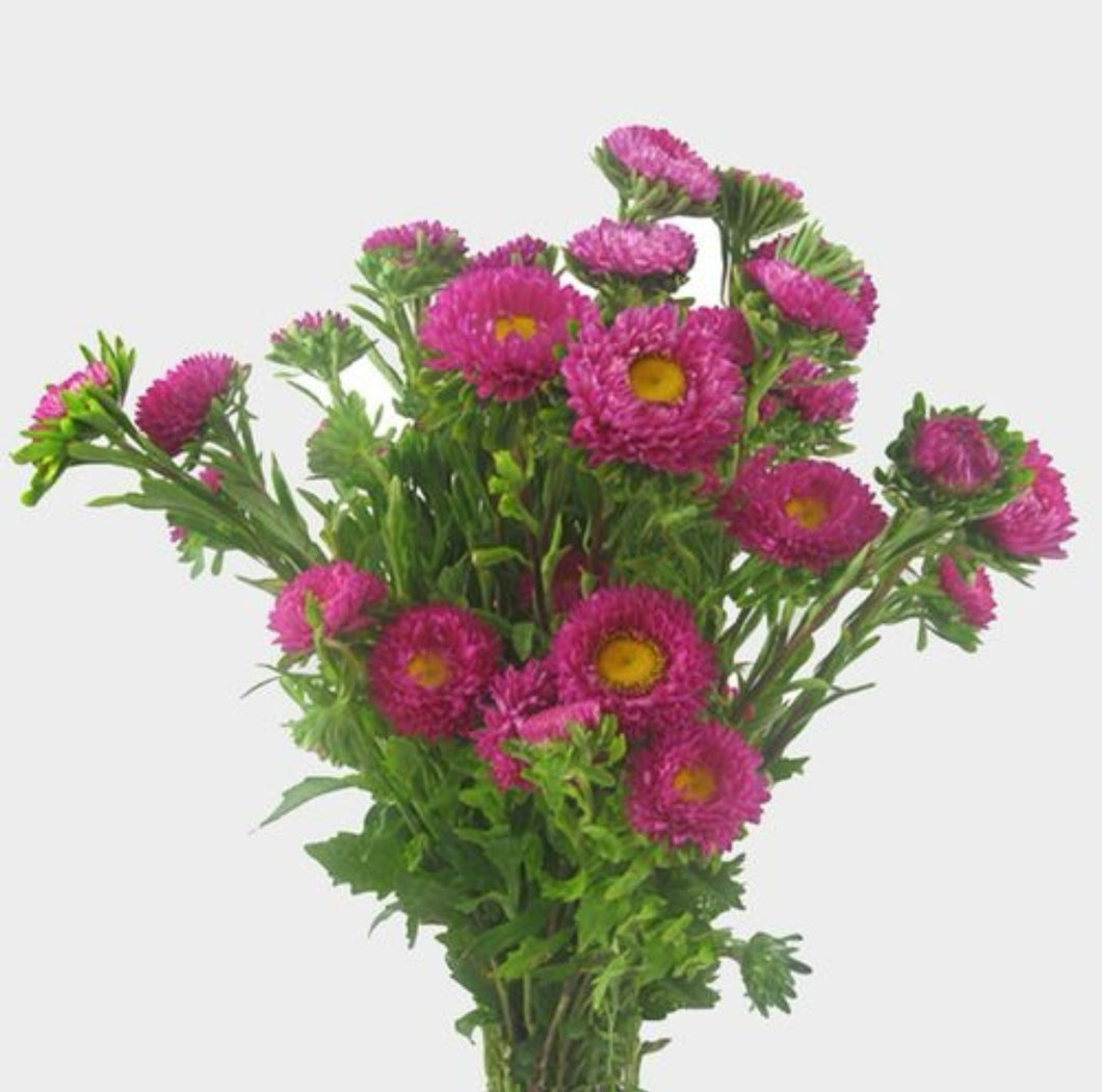 Aster Matsumoto Bunch - Wholesale