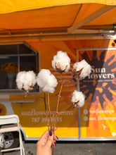 Cotton Natural
