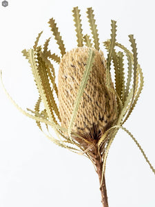 Banksia Dried Flower