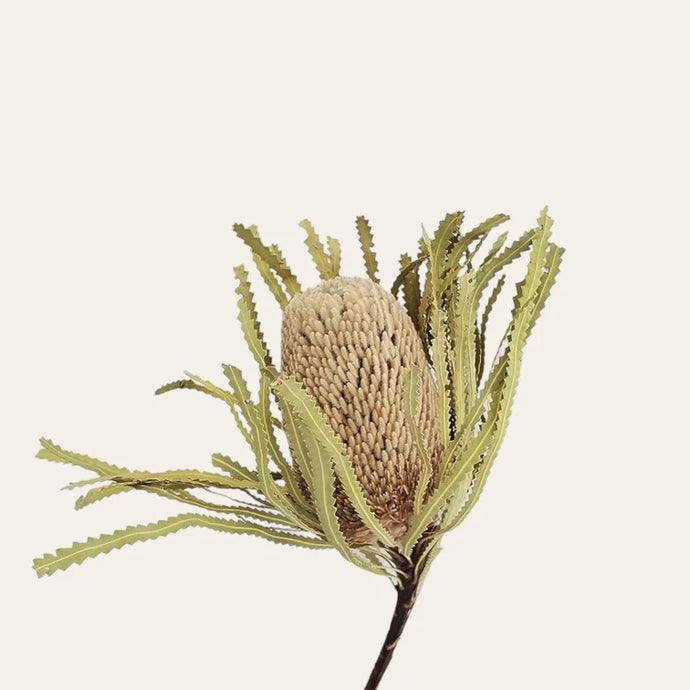 Banksia Dried Flower