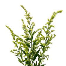 Solidago