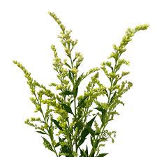 Solidago