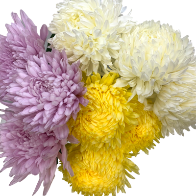 Mum Bunch - Wholesale