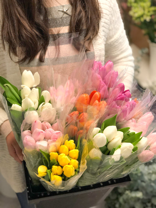 Tulips Bunch - Wholesale