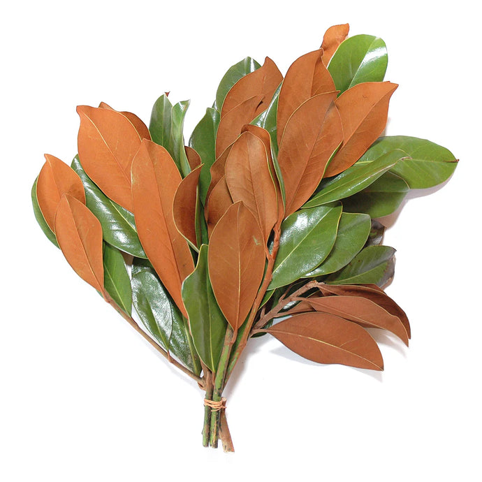 Magnolia Leaf Bunch - Wholesale