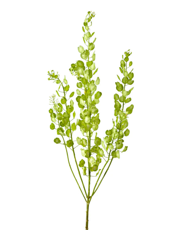 Pennycress