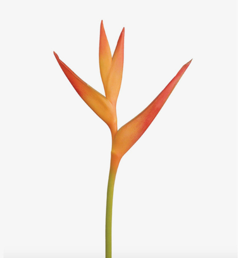 Heliconia