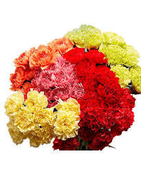 Clavel Bunch - Wholesale