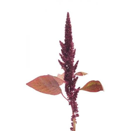Amaranthus