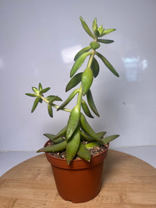 Suculenta 3