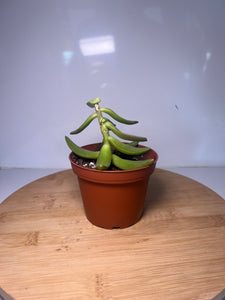 Suculenta 3