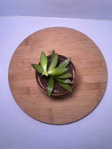 Suculenta 3