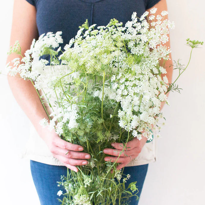 Queen Lace Bunch - Wholesale