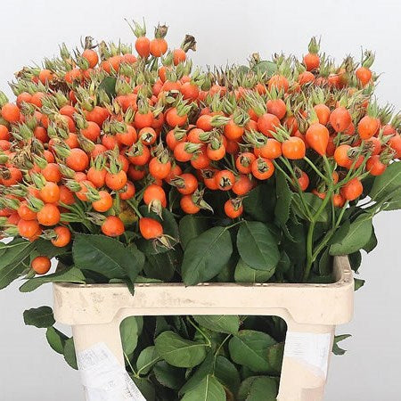 Berry Pumpkin Bunch - Wholesale