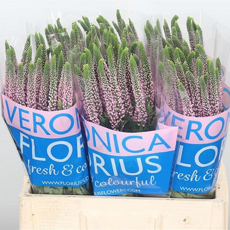 Veronica Bunch - Wholesale