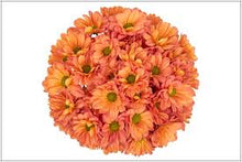 Daisy Bunch - Wholesale