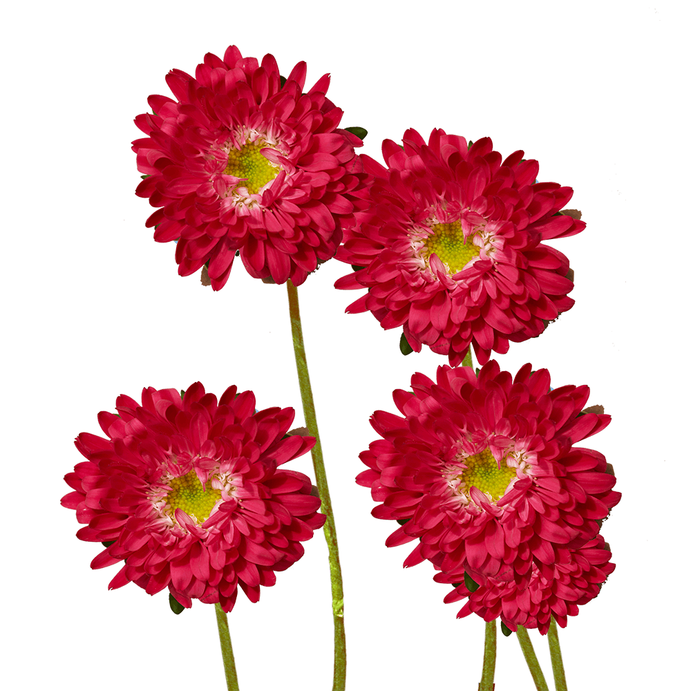 Aster Matsumoto