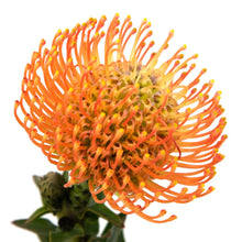 Pincushion Protea