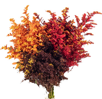 Solidago Bunch - Wholesale
