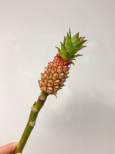 Mini Pineapples
