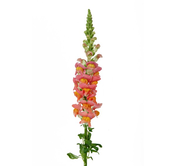 Snapdragon (variedad de colores)