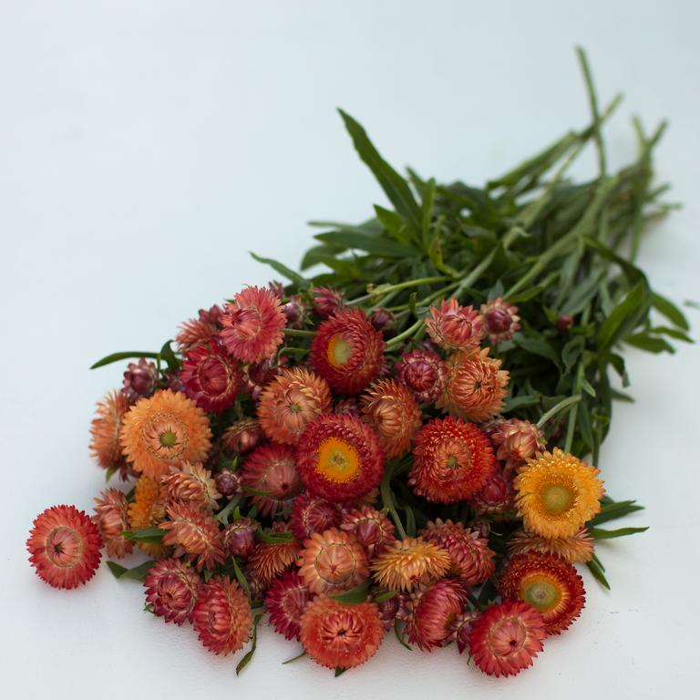 Strawflower