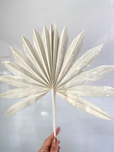 Dried Sun Palm