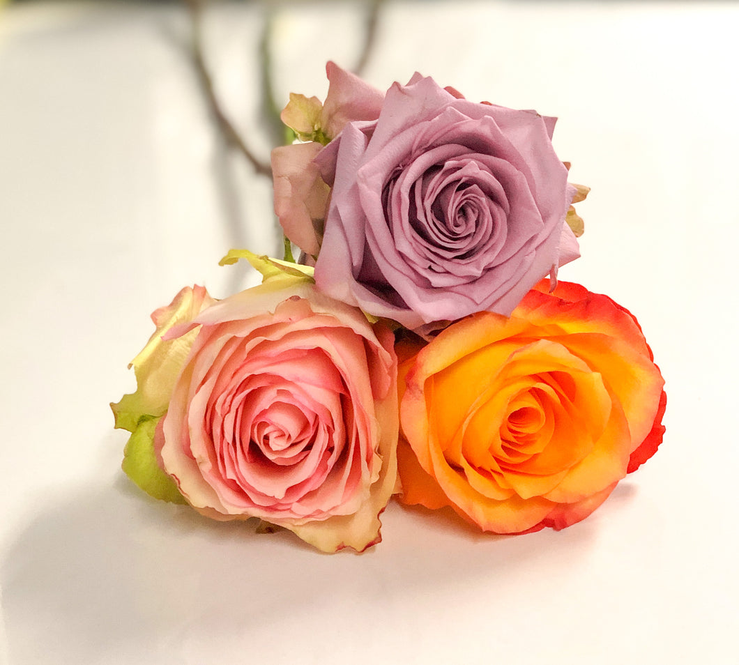 Rosa - Variedad de colores