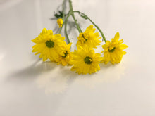 Margaritas Daisy_Variedad de colores