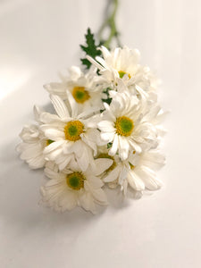 Margaritas Daisy_Variedad de colores
