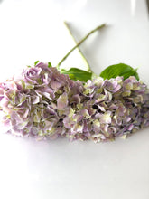 Hortensia