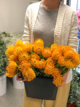 Pincushion Protea