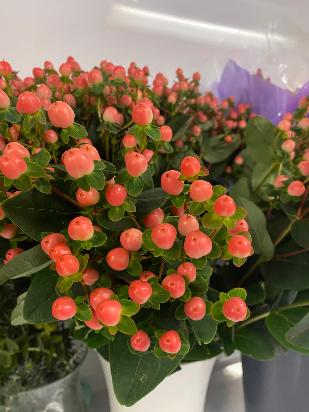 Hypericum Rosa Hypericum – Sun Flowers PR