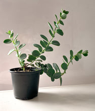Cactus - Suculentas