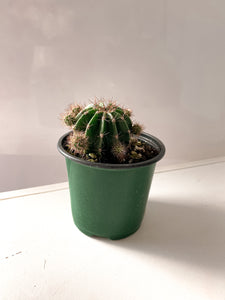 Cactus - Suculentas