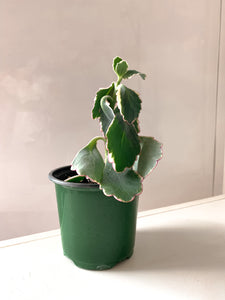 Cactus - Suculentas