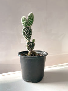 Cactus - Suculentas