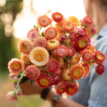 Strawflower